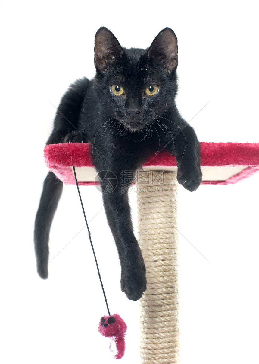 黑小猫玩抓柱图片