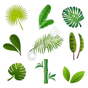 热带植物系列元素矢量插画图片