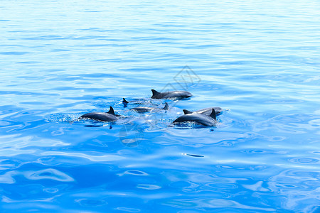 水中快乐的海豚图片