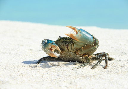 螃蟹在沙滩上图片