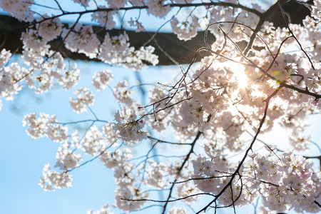 樱桃花束和太阳光图片