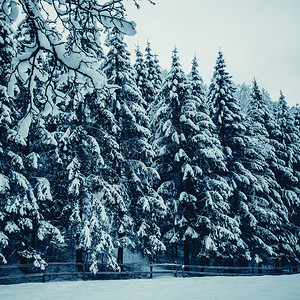 冬季风景树木覆盖着雪图片