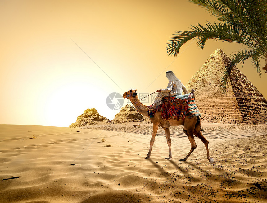 埃及热沙漠金字塔附近的骆驼图片
