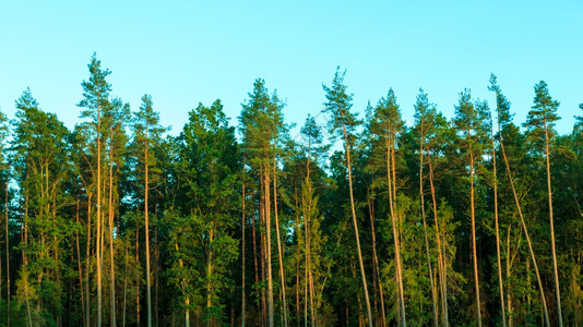 自然和环境森林树对着蓝天夏的风景图片