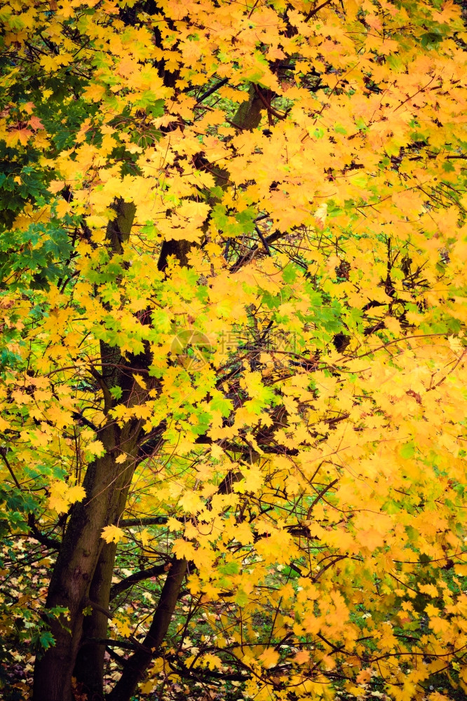自然环境中的明秋叶树黄绿色自然背景图片