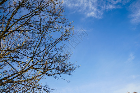 蓝天空背景的滚动树初春叶自然场景图片