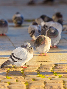 在市街公共广场的鸽子圈图片