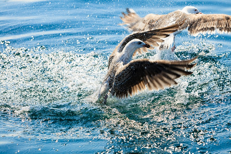 动物的自然和行海鸥在水中为食物而战背景图片