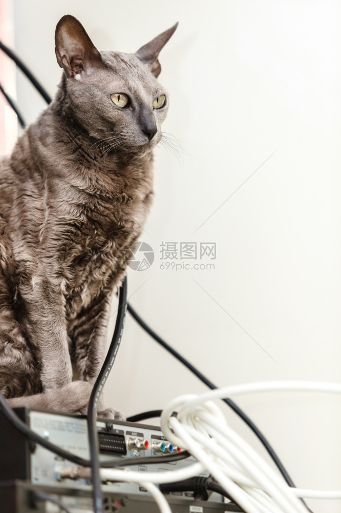 在家的动物埃及马乌猫在室内使用电子设备图片