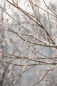 关闭被雪覆盖的树枝冬季自然图片