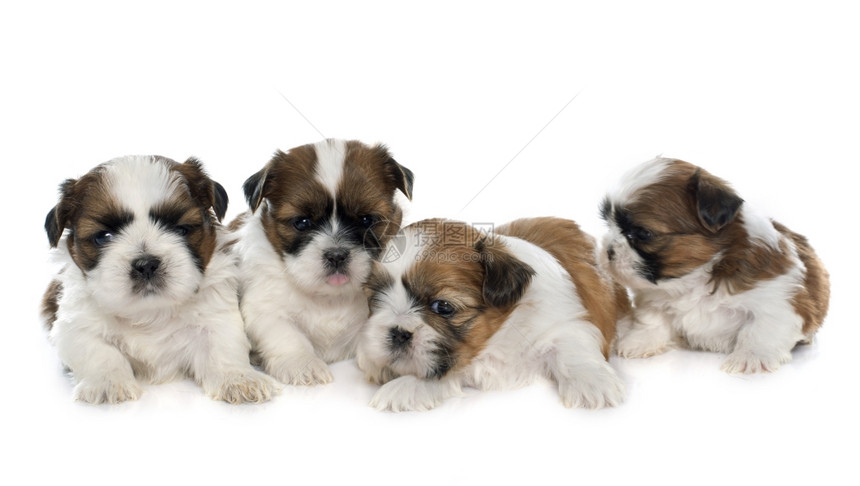 四只小狗在白色背景面前拉屎图片