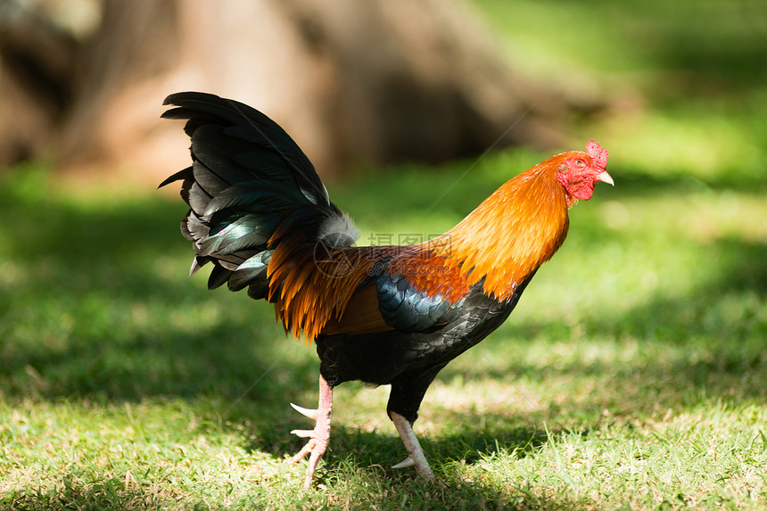 野生的公鸡在奥胡园很常见图片