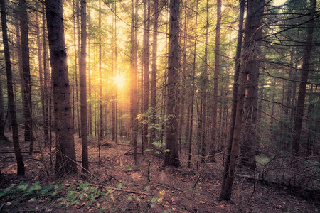 阳光清晨旧森林的古老风格照片图片