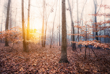 森林中的日出背景图片