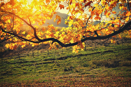 阳光明日秋色树图片