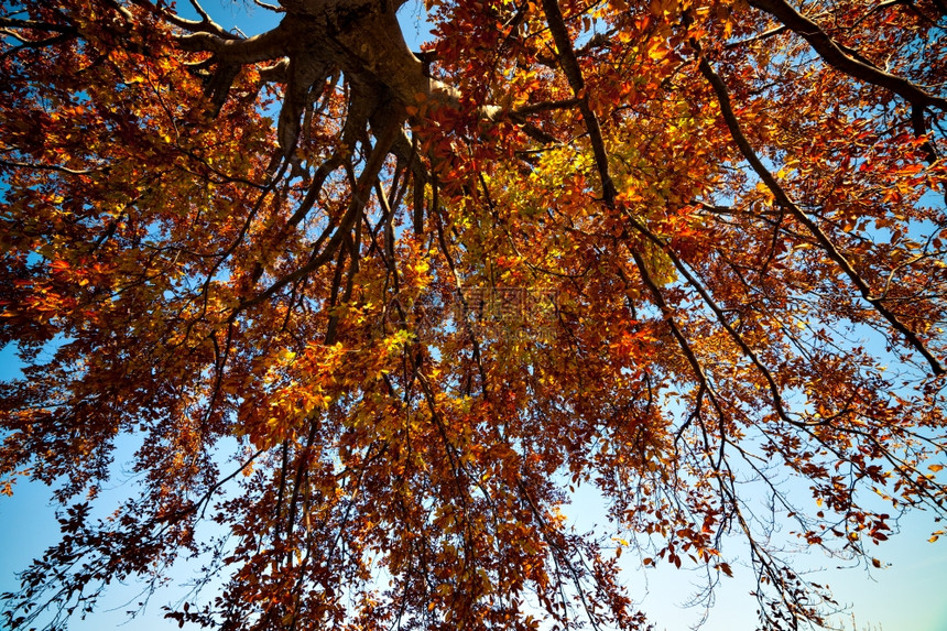 明亮颜色的秋树图片
