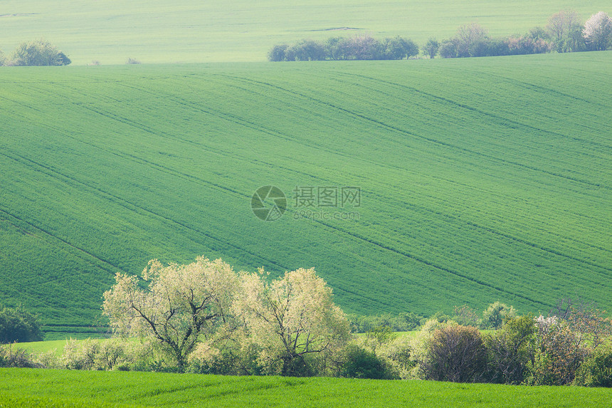 滚山和绿草地图片