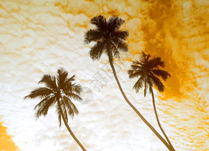 云雾天空背景的棕榈树图片