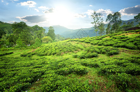 伊利亚山上NuwaraEliya的茶田背景