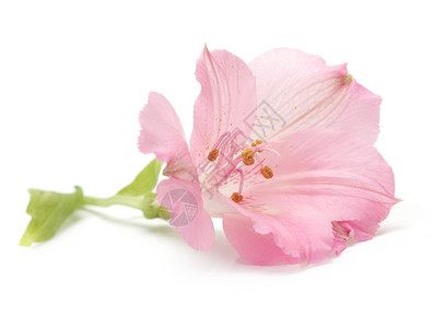 白上孤立的粉红百合花图片