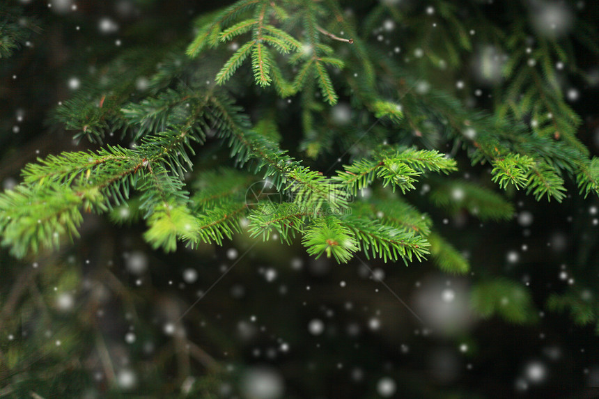 法尔树枝和雪轻的焦点图片