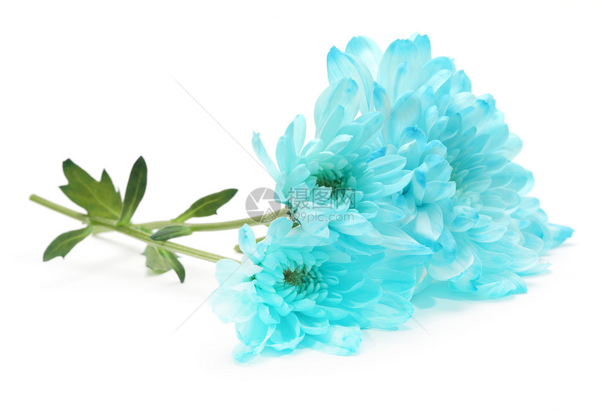 白色的蓝菊花图片