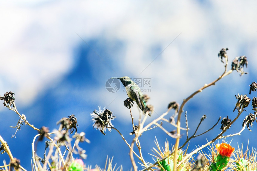 绿色和蓝蜂鸟图片