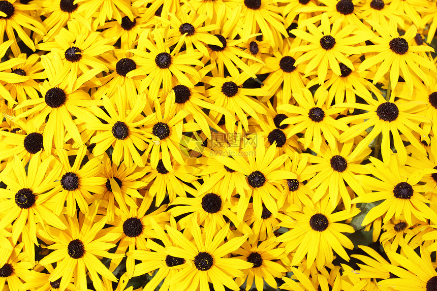 黄花菊Rudbeckia关闭图片