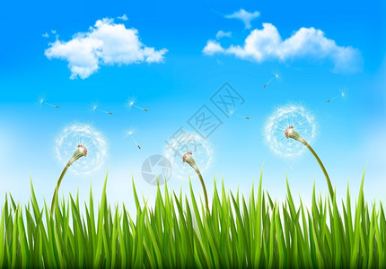 蒲公英特写蓝色天空的草地上的蒲公英矢量插图插画