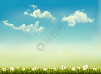 雏菊轮蓝色天空的草地上盛开的鲜花矢量插图插画