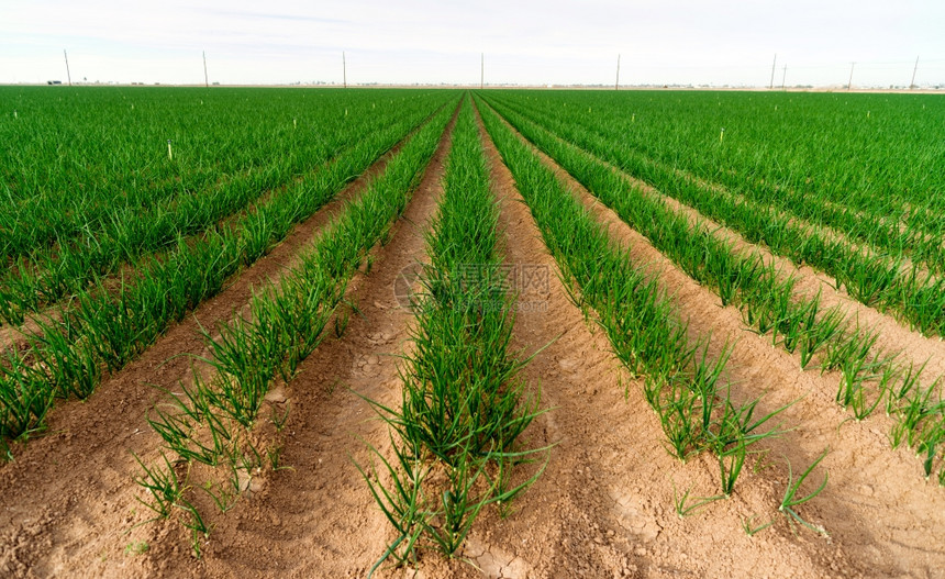 加州全年种植作物绿洋葱在一月份兴旺图片