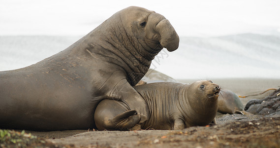 海洋动物中心太平洋海岸的软沙为大象海豹交配仪式提供了土壤背景