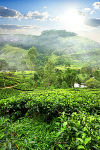 斯里兰卡努瓦拉埃利亚山茶田高清图片