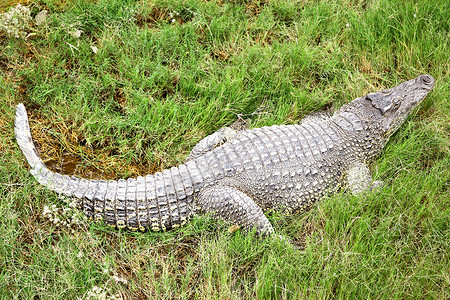 大鳄鱼躺在绿草地上高清图片