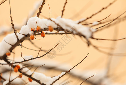 橙色海参雪覆盖的果子冬季风景图片