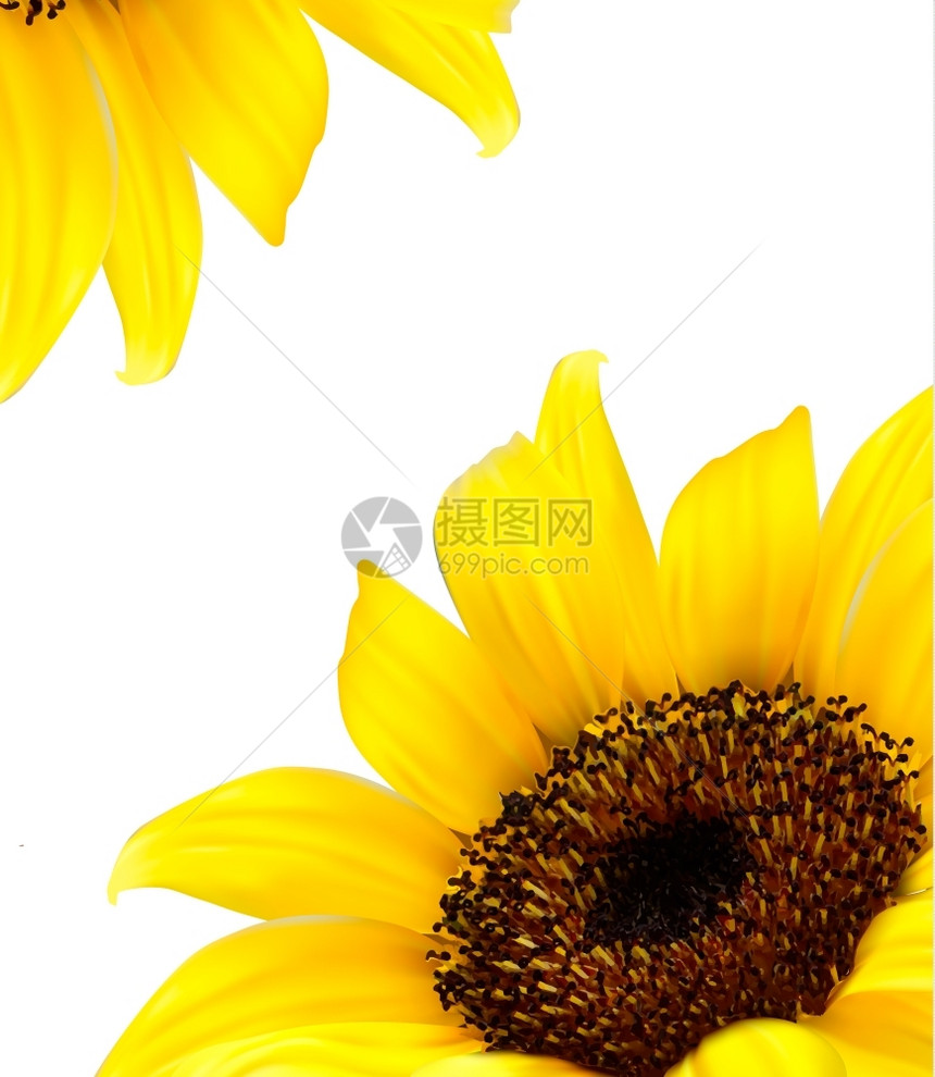 黄色向日葵的背景图片