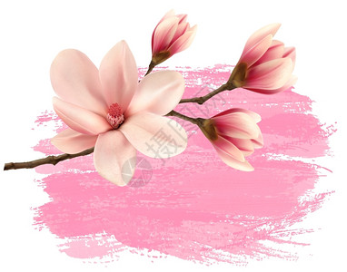 粉色背景删改的木兰树枝矢量背景图片