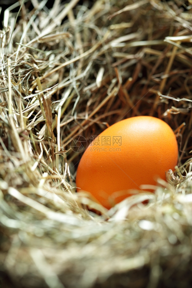 巢穴与橙色东部鸡蛋关闭图片