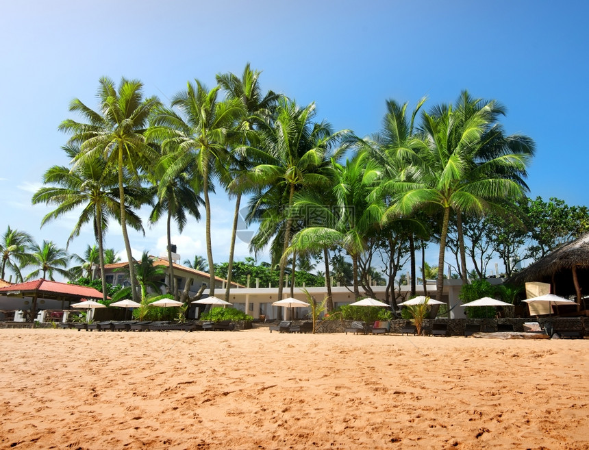 印度洋海滩上的绿棕榈树图片