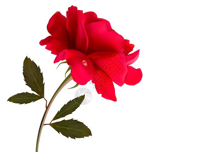 红色美丽的玫瑰图片