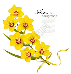 纳西斯黄色花朵插画
