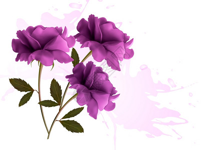 三朵美丽紫色的鲜花图片