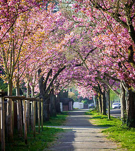 道路旁边的樱桃花树图片