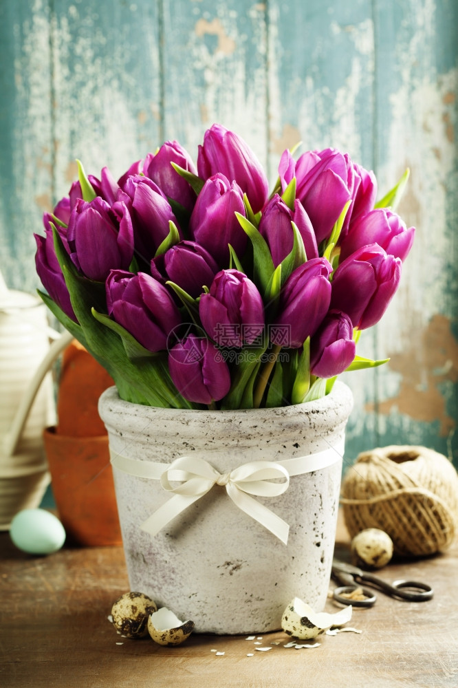 紫色郁金香在白色花瓶里图片