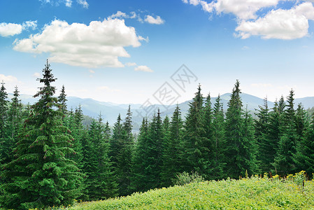 高山背景上美丽的松树背景图片