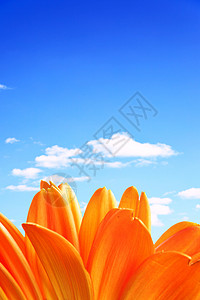 橙色花朵头戴西花朵与云的蓝天对立背景
