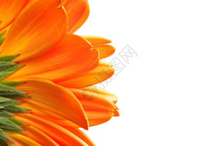 橙色花朵头Daisy花朵在白色背景上被孤立背景