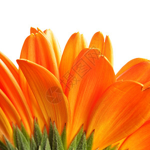 橙色花朵头Daisy花朵在白色背景上孤立给您自己的文字留出空间背景