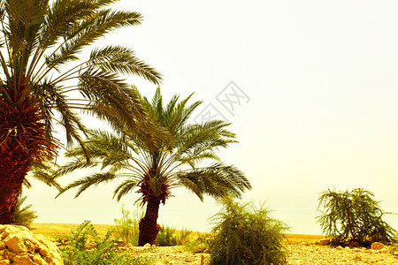 以色列阿拉瓦沙漠棕榈石图片