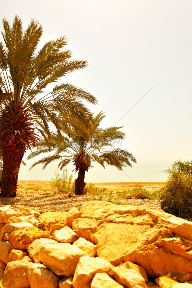 以色列阿拉瓦沙漠棕榈石图片